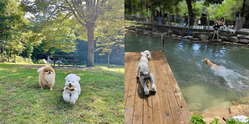 댕댕이와 함께 여름을 즐길 수 있는, 네이처독