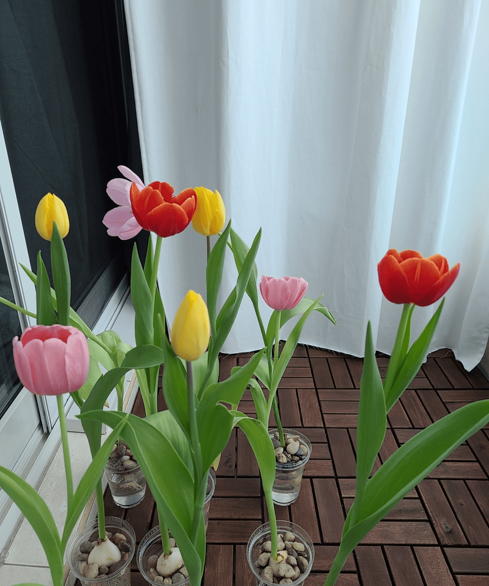 봄을 기다리며 튤립을 심어보랭🌷