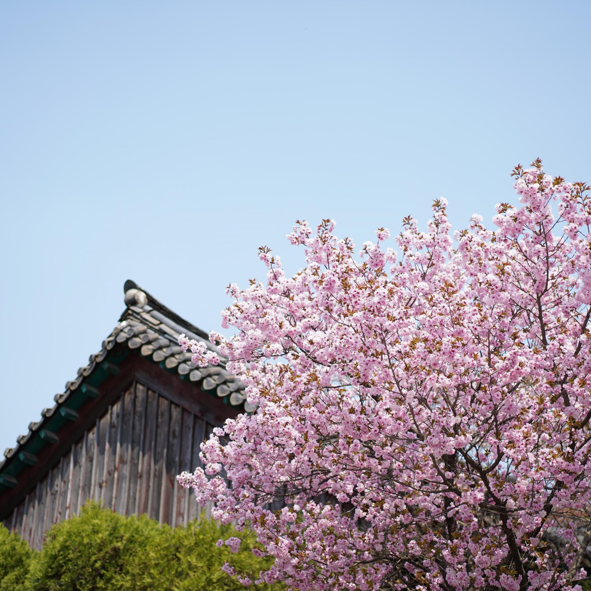 꽃가루를 날려~🌸 자타 공인 꽃덕후의 봄나들이 가이드 