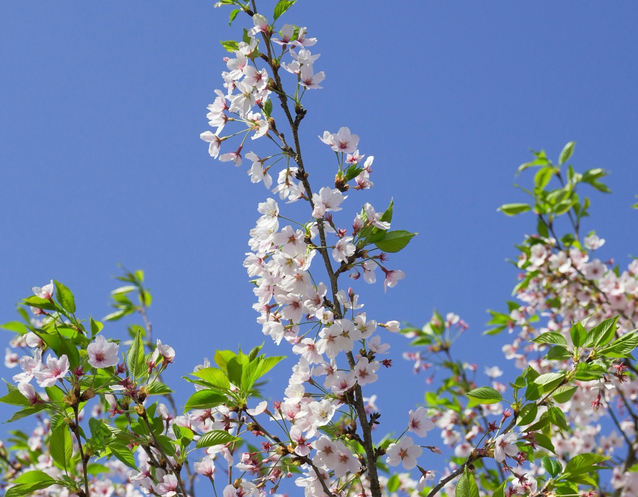 영종도의 벚꽃은 지금부터🌸 영종도 당일치기 코스