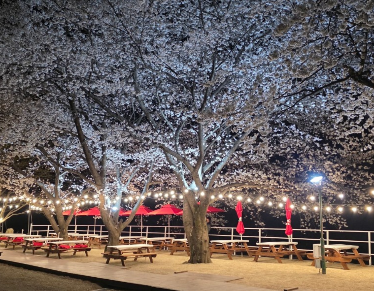 벚꽃 한 잎, 고기 한 입🌸 전국 벚꽃뷰 야장 리스트