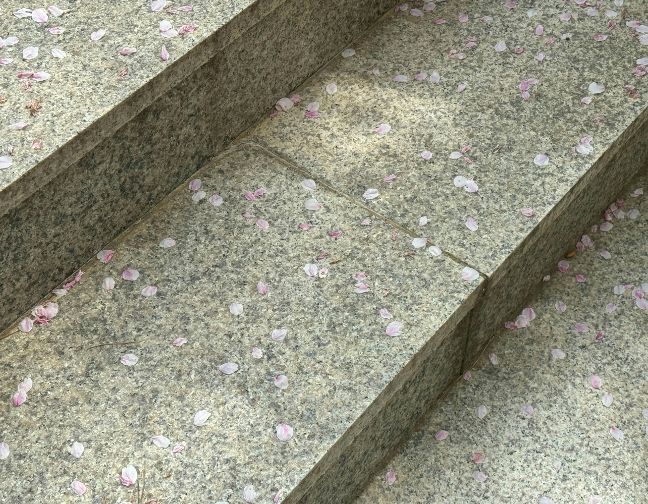 떨어진 꽃도 다시 보자💐 점심 시간에 '꽃줍'하러 갈랭?