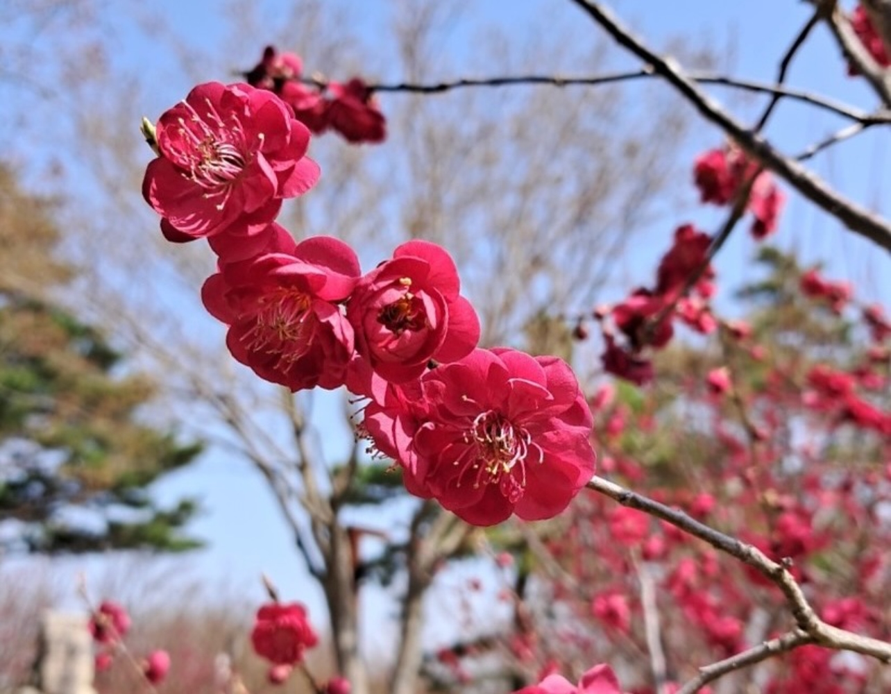 봄 향기에 취할 시간🌸 사유원만의 특별한 매화 축제