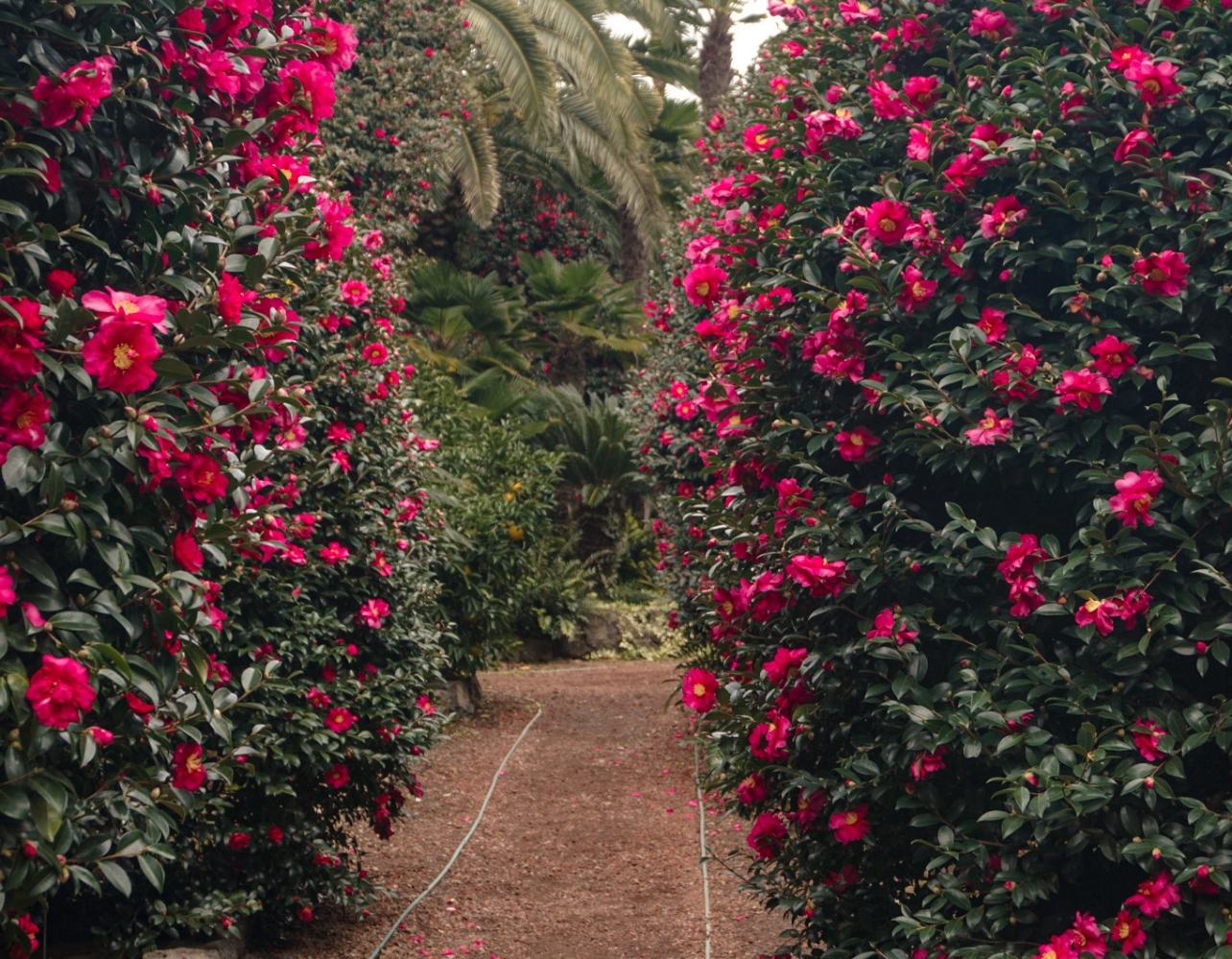 동백꽃 필 무렵에는 제주도 뚜벅이 여행지5