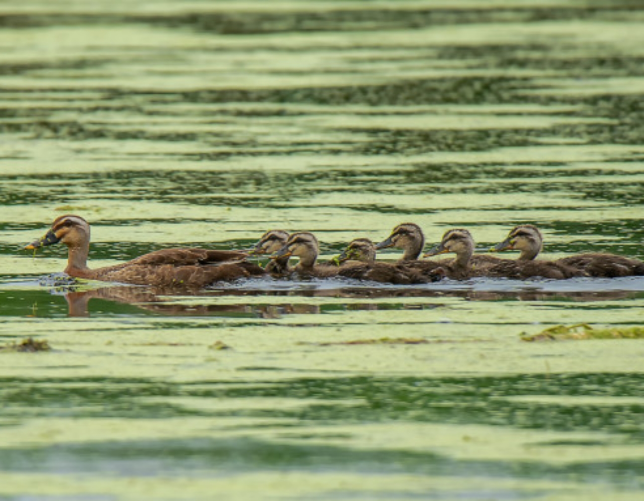 특별한 봄나들이를 원한다면! 아기 새가 반기는 탐조 스팟