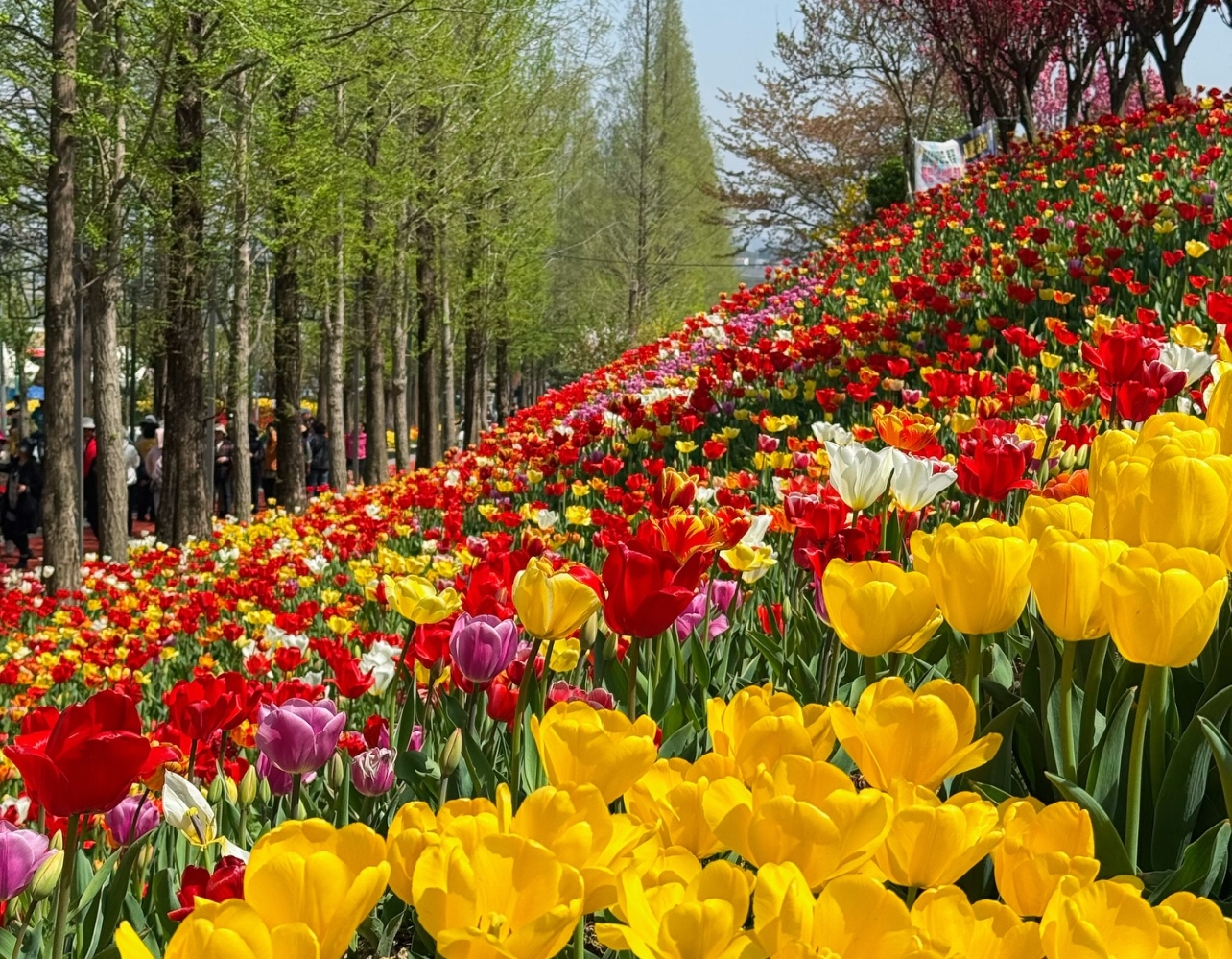 백만 송이 튤립부터 불꽃축제까지, 봄 축제 끝판왕🌷
