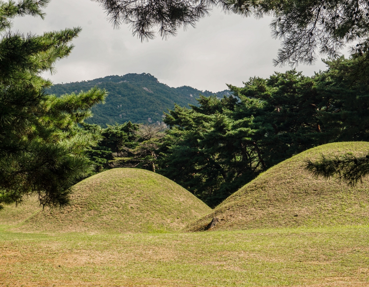 사진작가들이 사랑하는 비밀의 경주 숲🌲