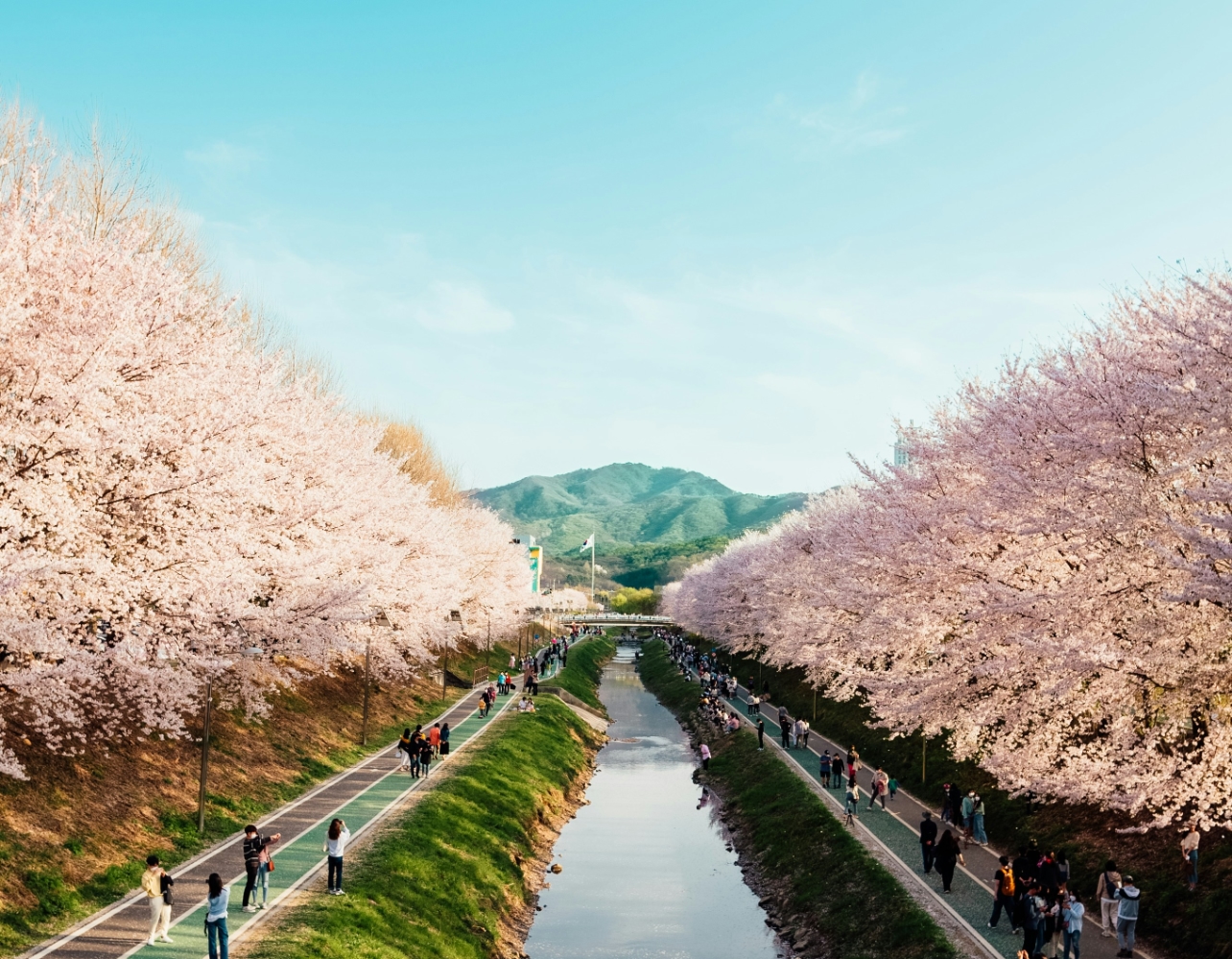 서울 봄꽃 명소 175곳 총정리! 이거 하나면 여행 준비 끝😎