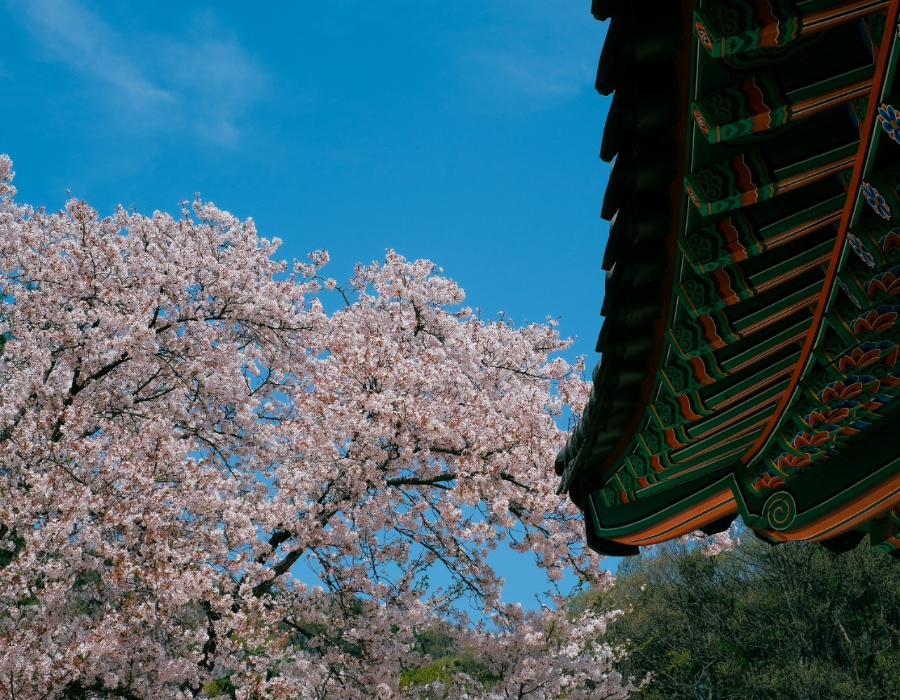 벚꽃이 피면 충남으로 오랭! 사랑스러운 벚꽃 사찰 5