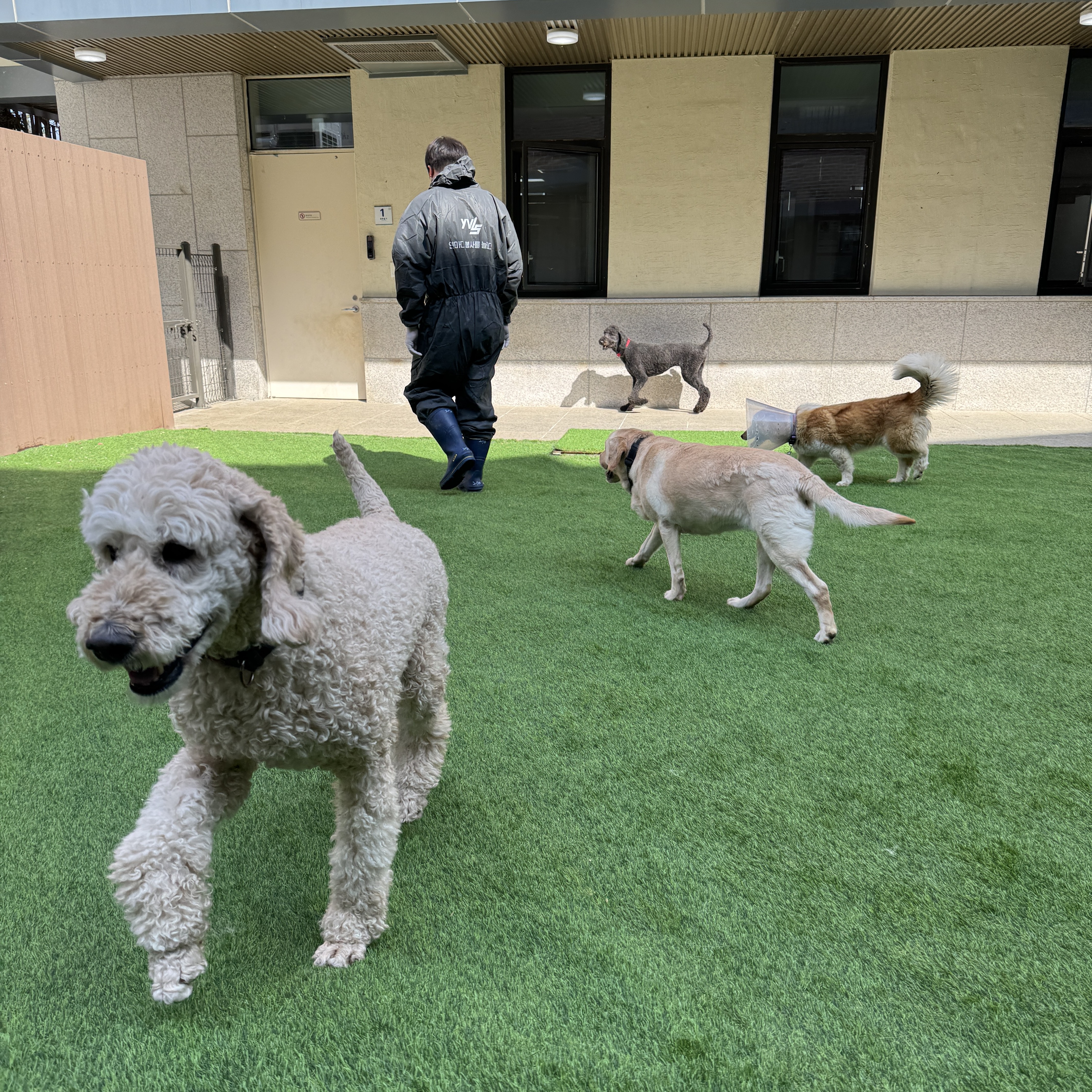불멍, 물멍도 아닌 멍멍!🐾 반려마루 유기견 봉사활동