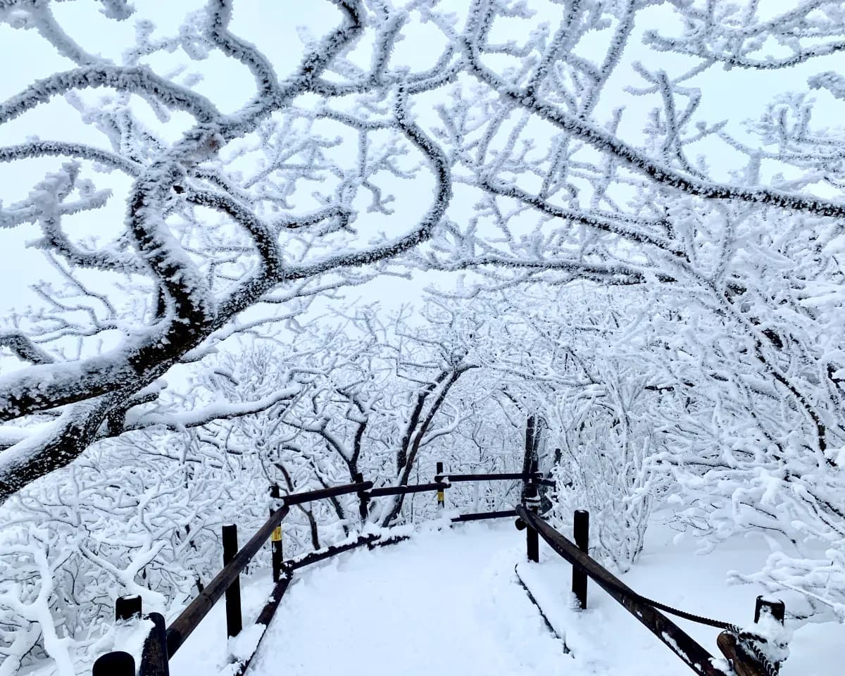 곤도라 타고 만나는 덕유산 눈꽃 기차여행