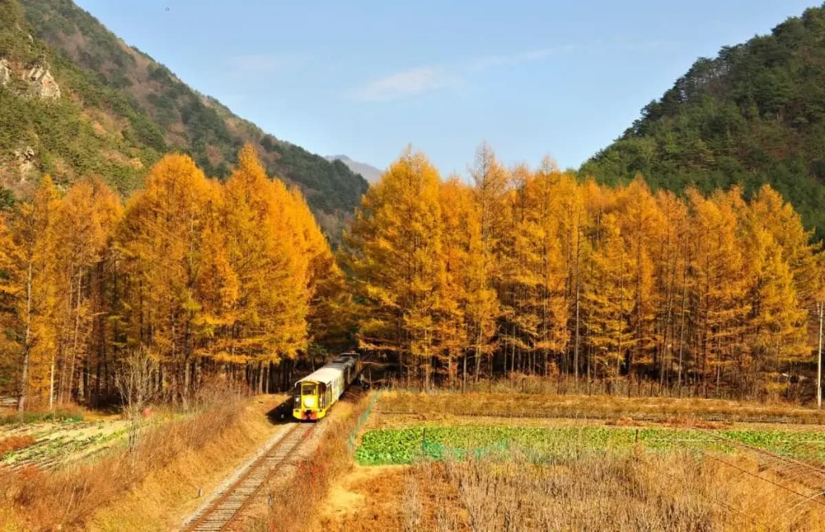 가을 풍경 속으로, 정선 단풍 당일치기 여행