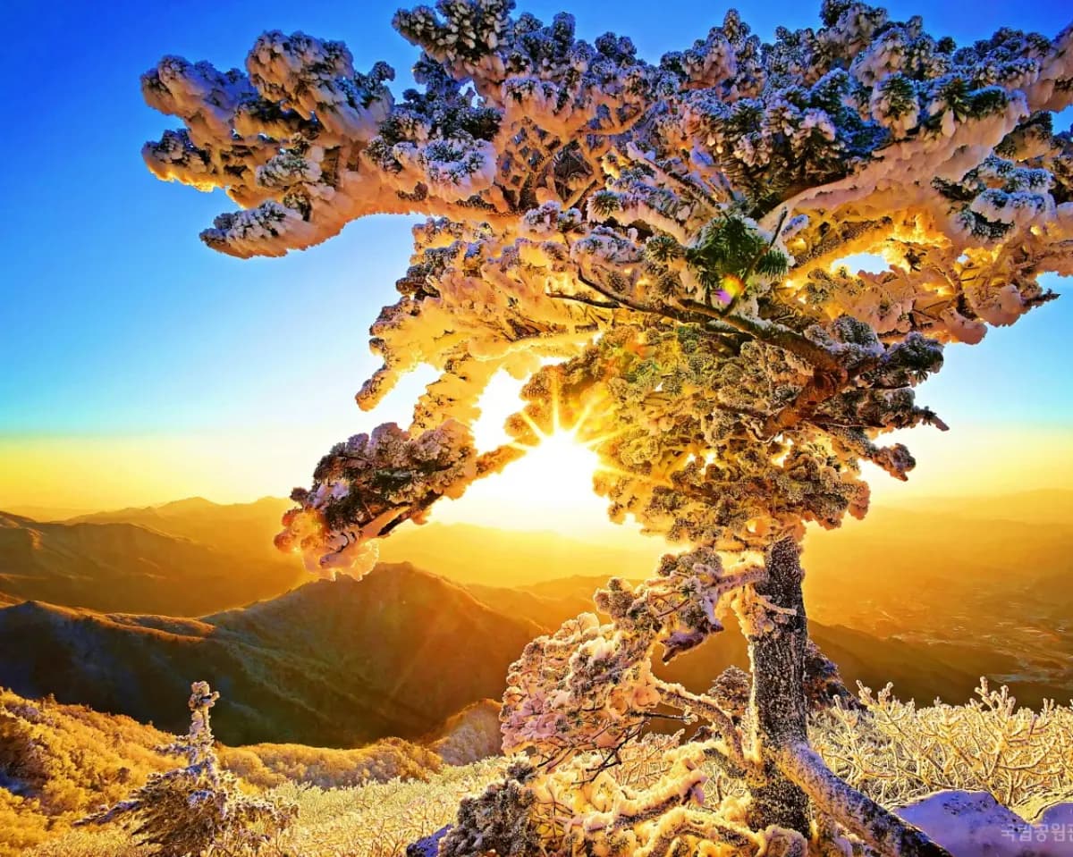 곤도라 타고 만나는 덕유산 눈꽃 기차여행