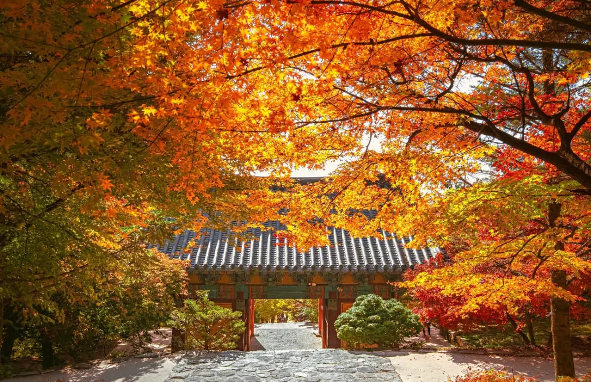 올해 단풍 놀이는 이걸로 끝! 영주 당일치기 여행