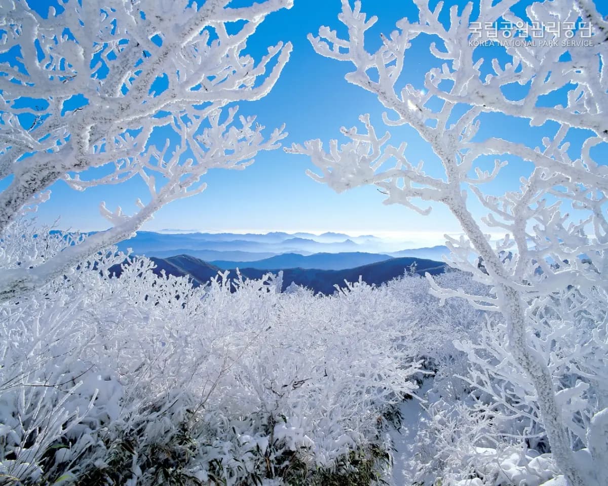 곤도라 타고 만나는 덕유산 눈꽃 기차여행
