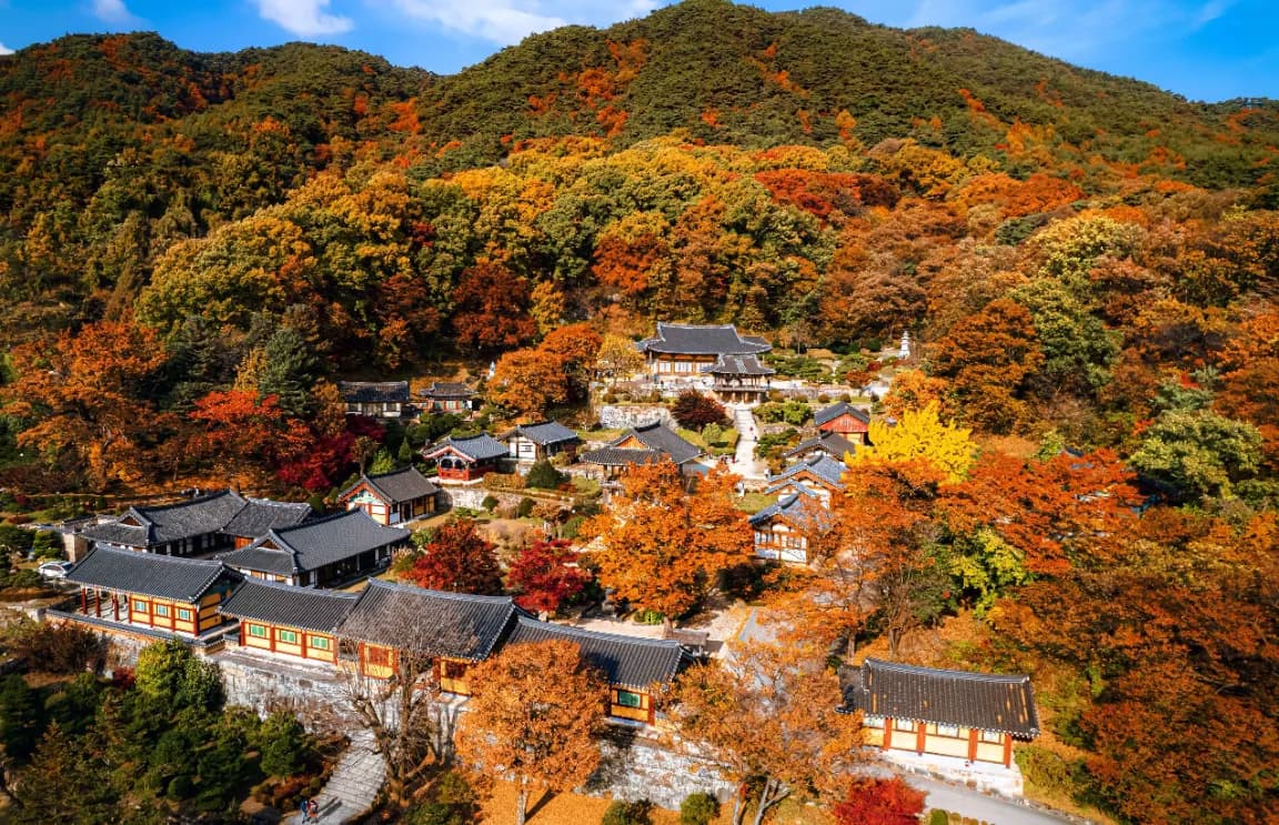 올해 단풍 놀이는 이걸로 끝! 영주 당일치기 여행