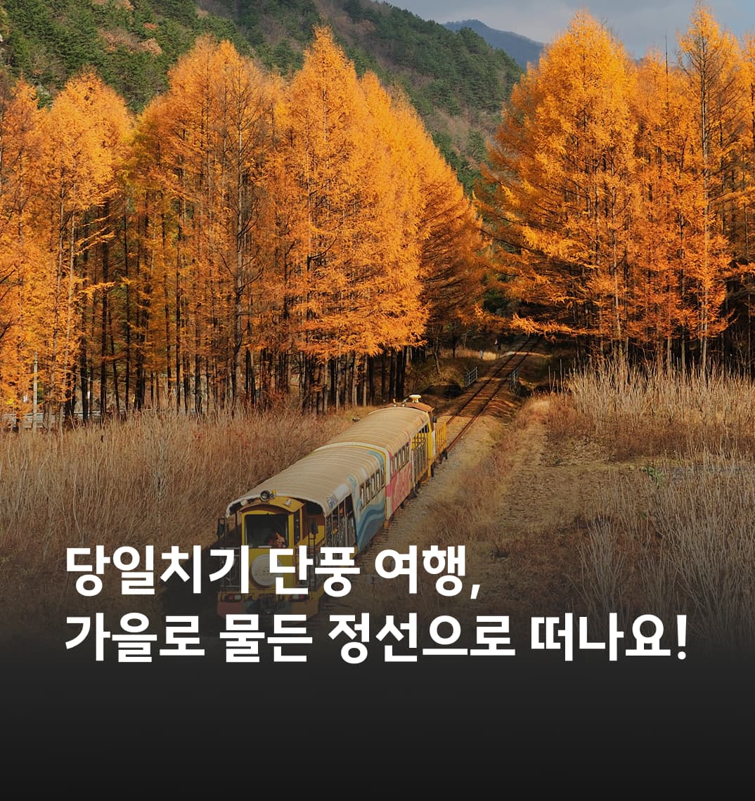 가을 풍경 속으로, 정선 단풍 당일치기 여행