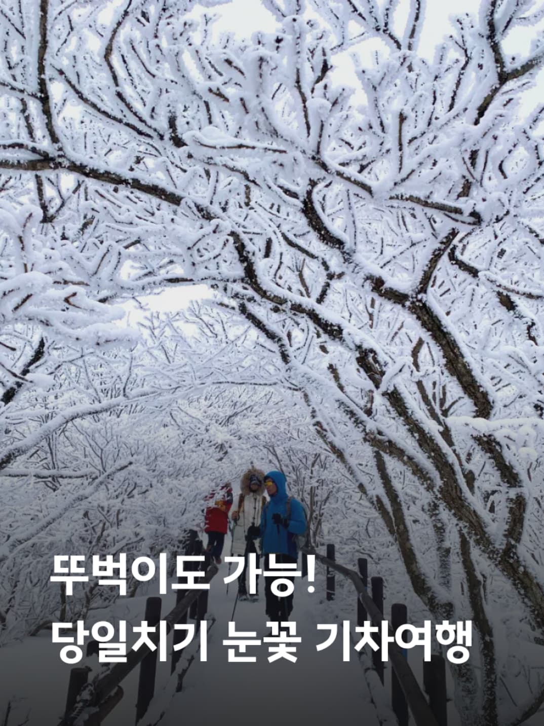 당일치기 눈꽃 설산 기차여행