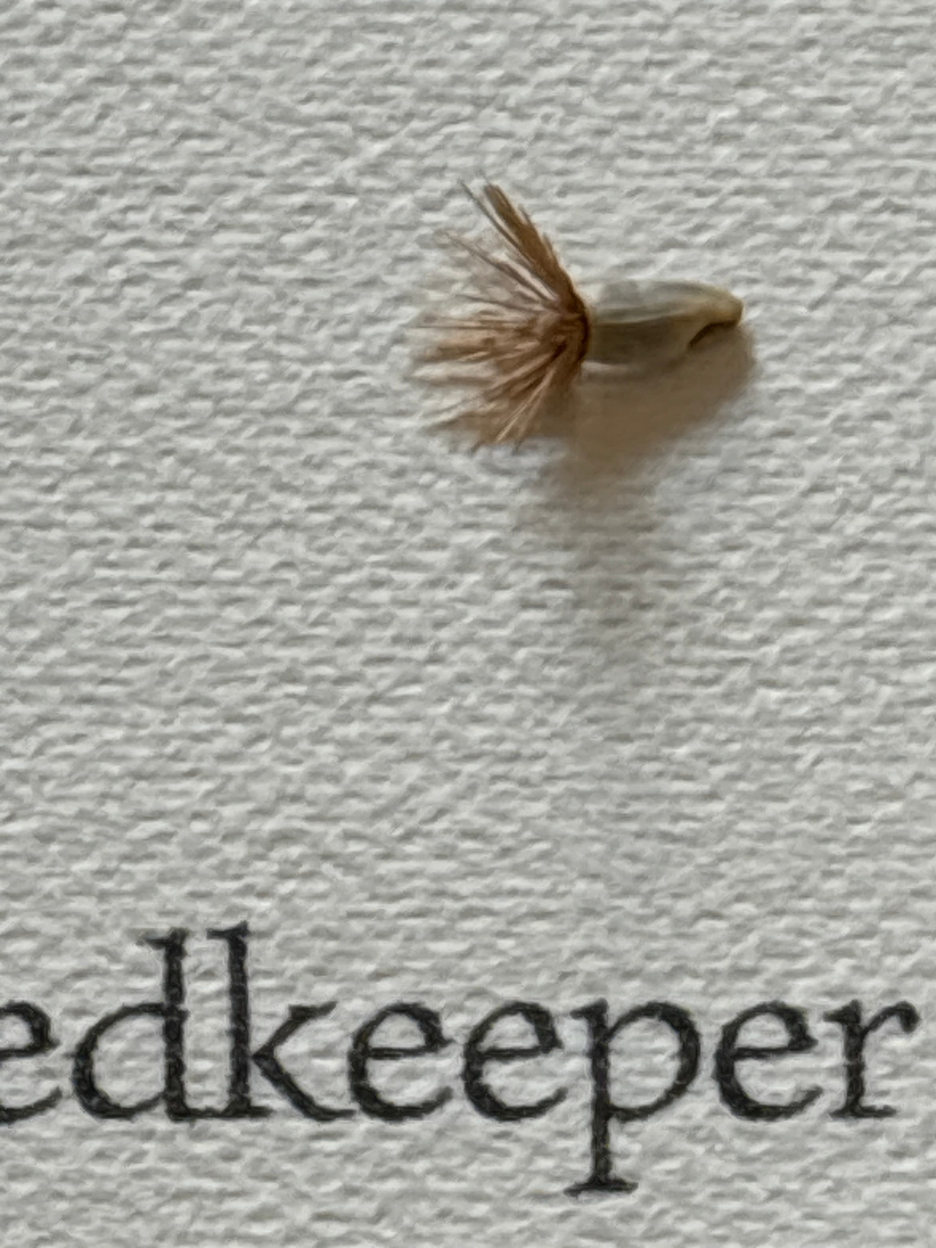 깔깔깔깔깔의 나에게 주는 용기 한 알, 씨앗 드로잉 워크숍 리뷰 이미지