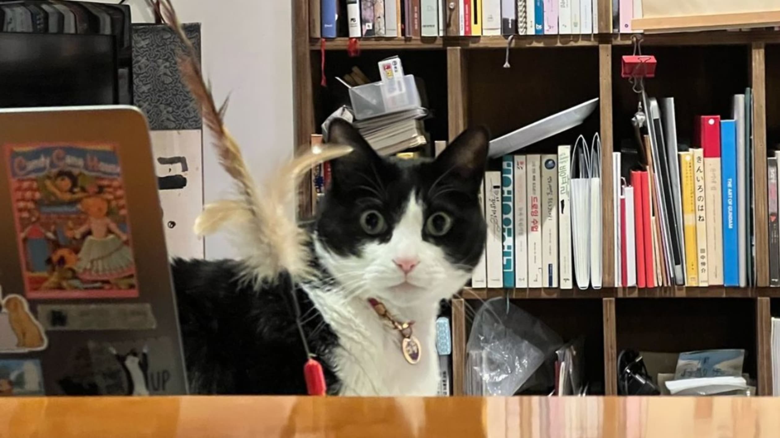 책보냥