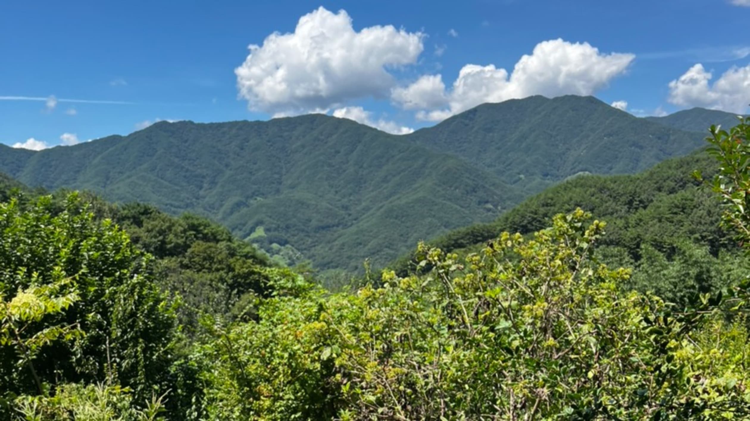 하늘호수차밭쉼터