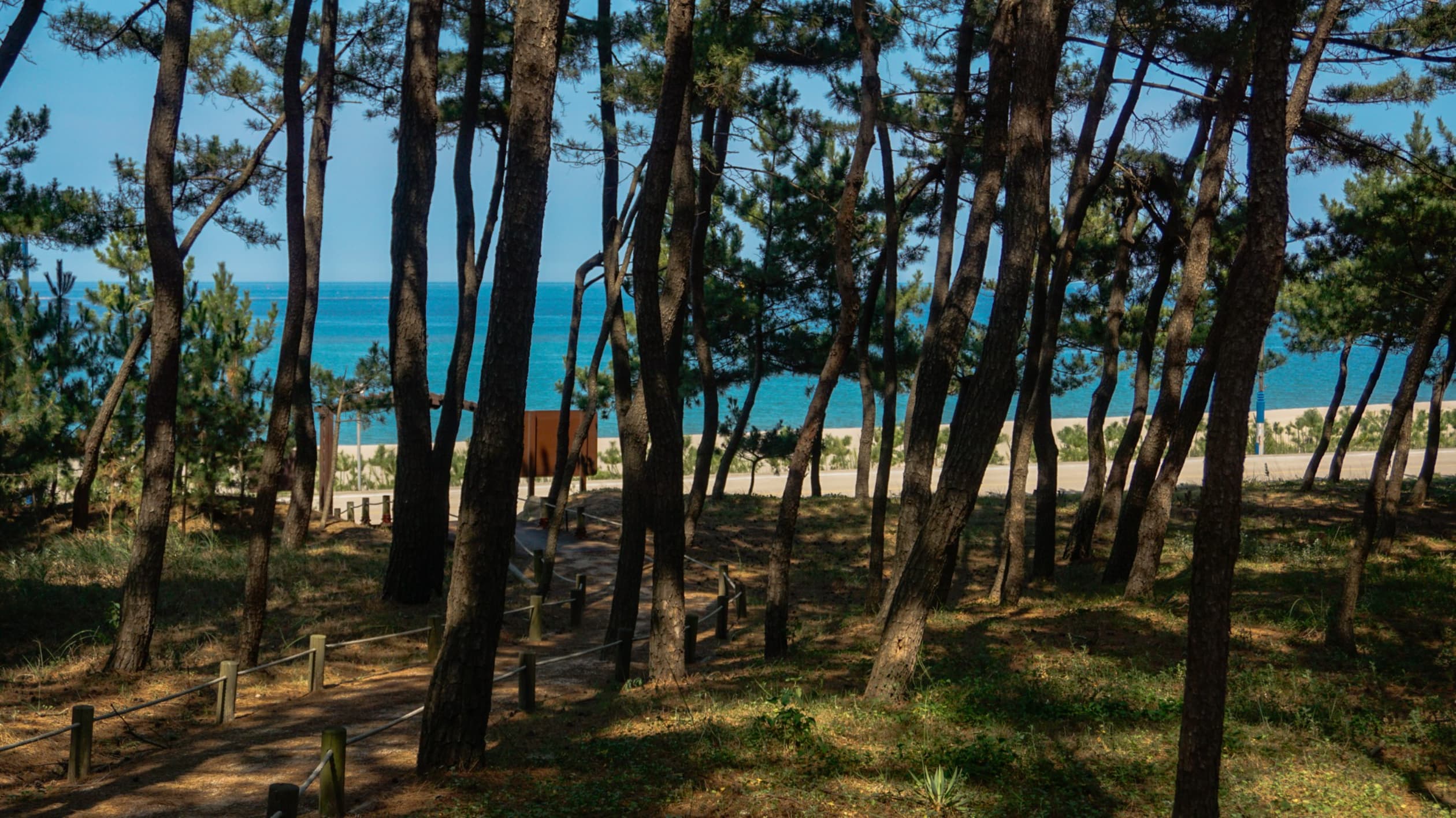 맹방해변산림욕장