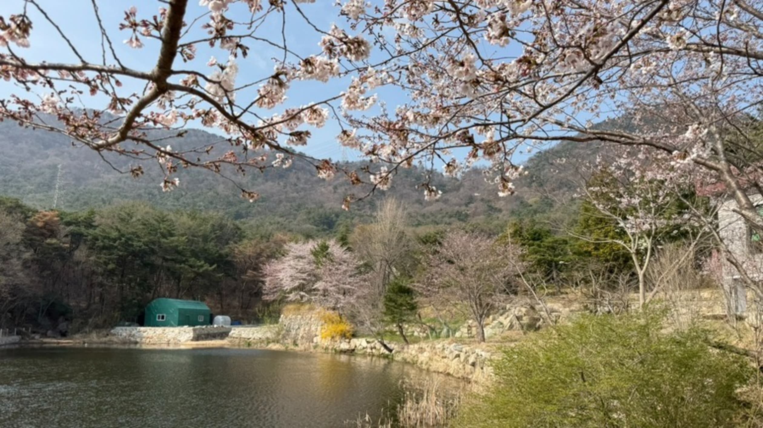 무라카데칼국수