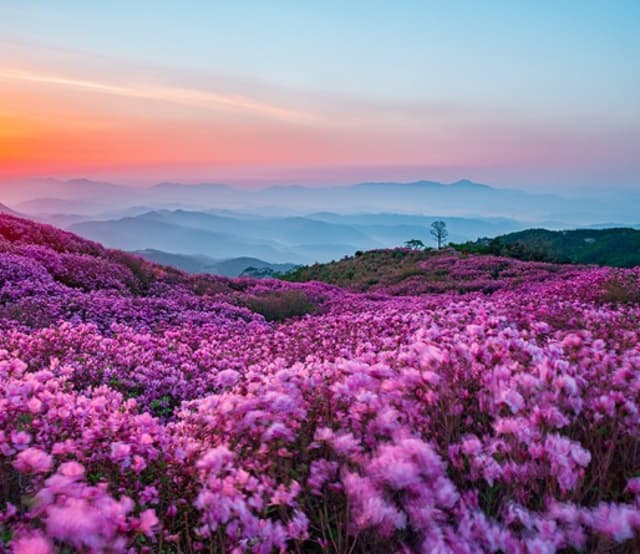 황매산