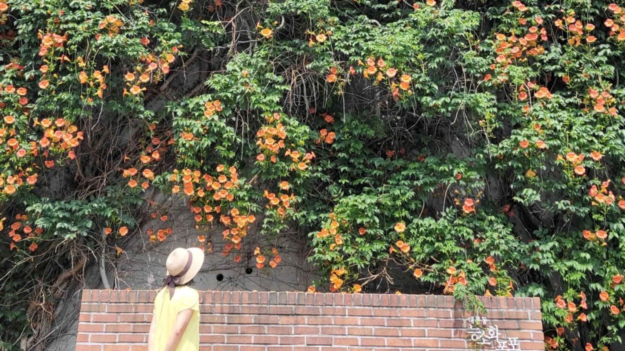 대봉동 능소화폭포
