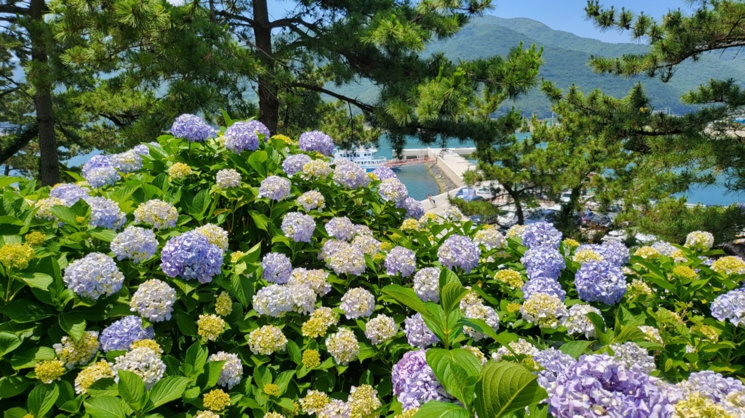 저구수국동산