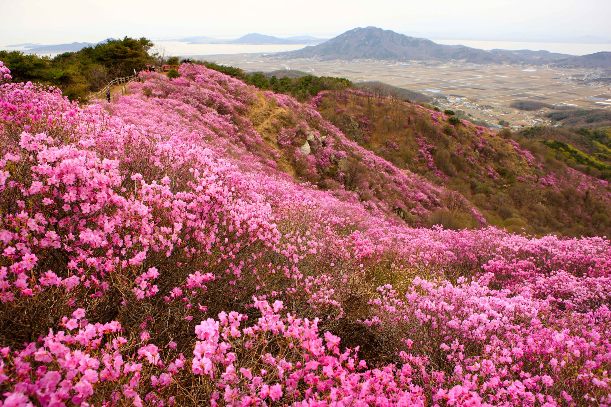 고려산