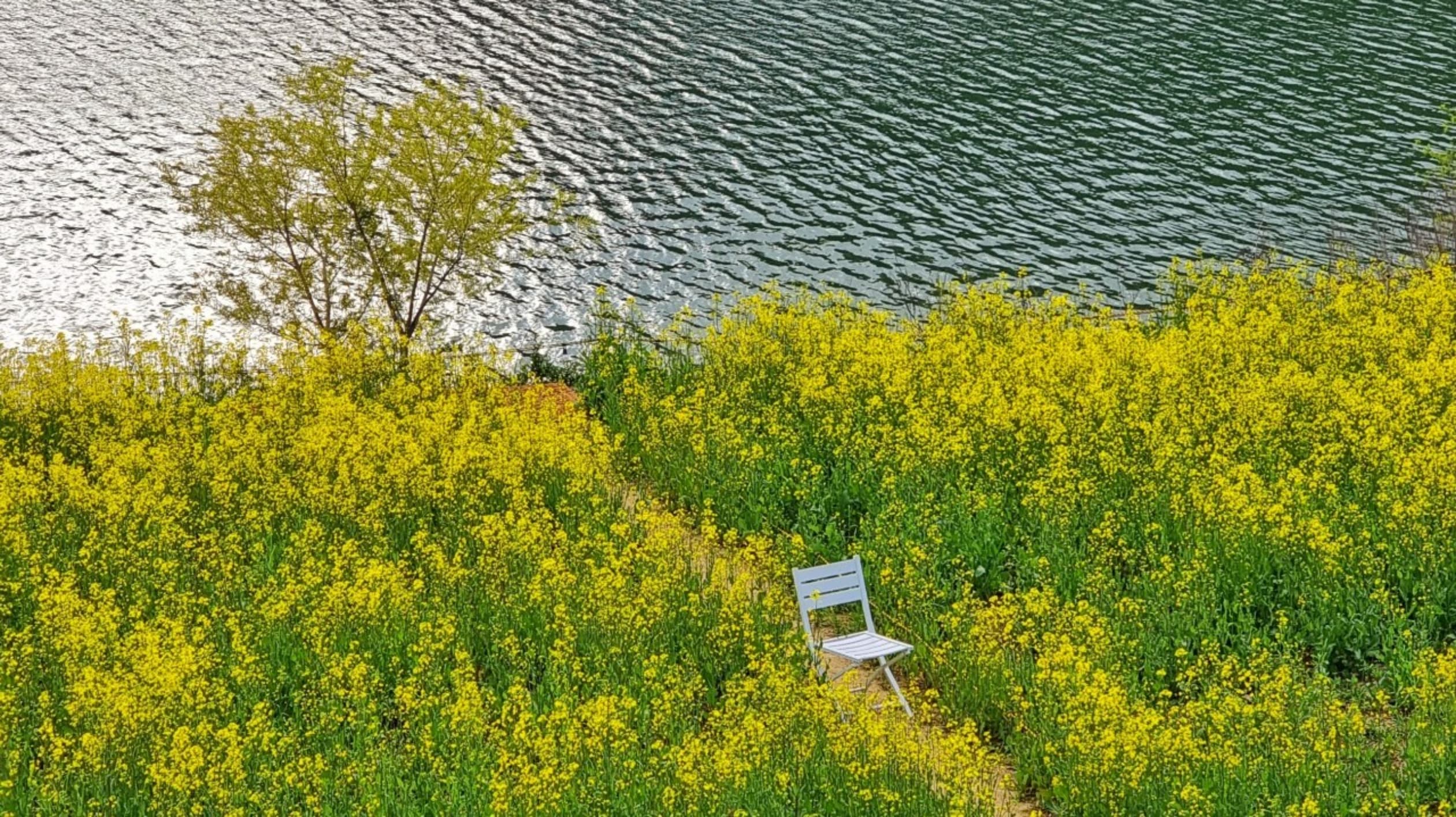 바실라