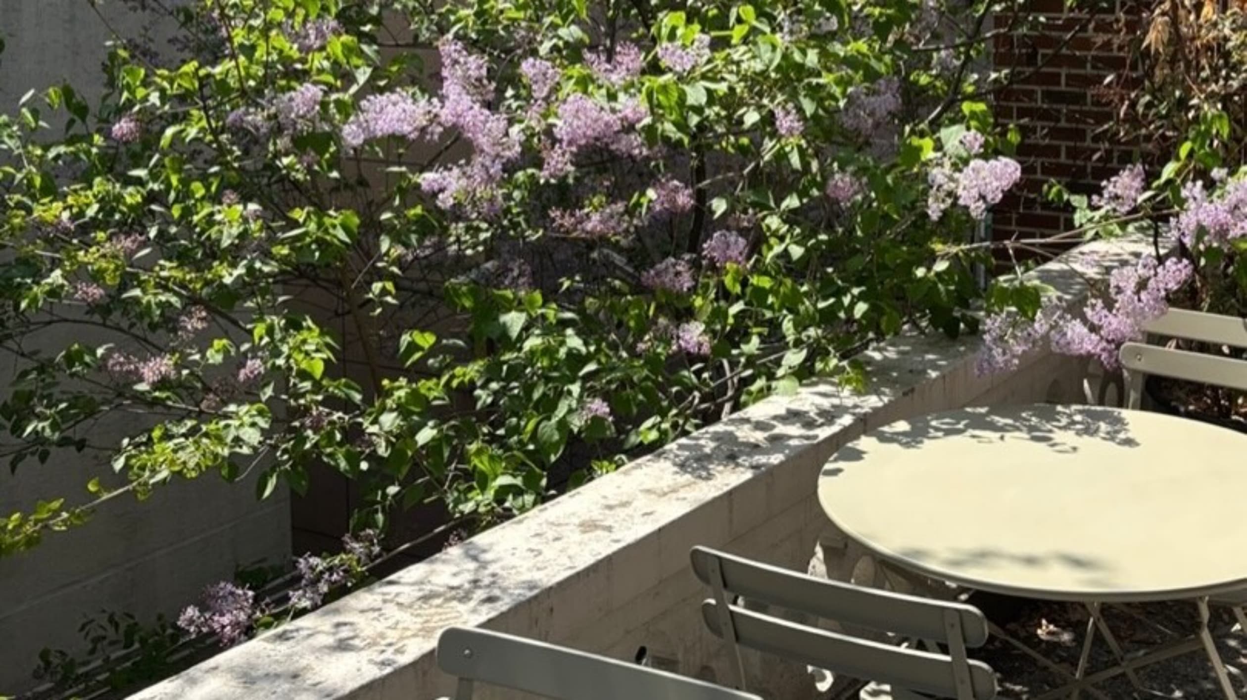 브라운헤이븐 미아