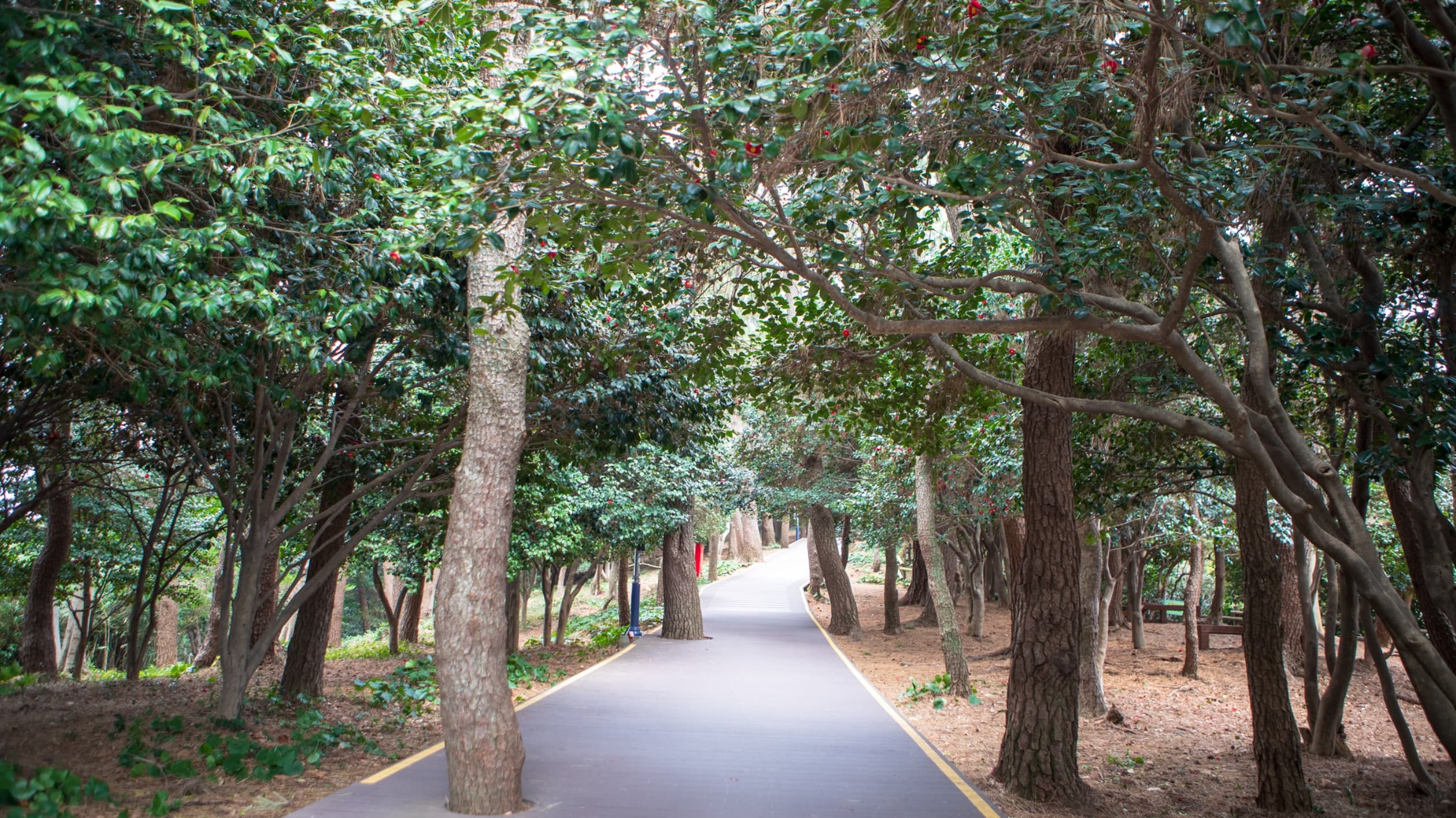오동도