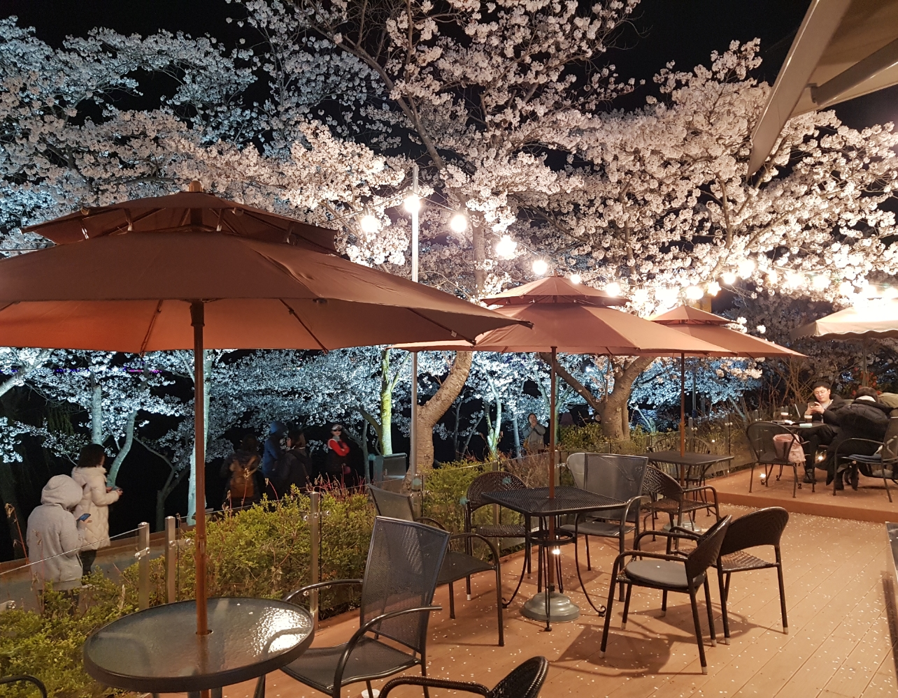 창밖이 분홍빛으로 물드는 계절, 경주 벚꽃뷰 카페 5 🌸