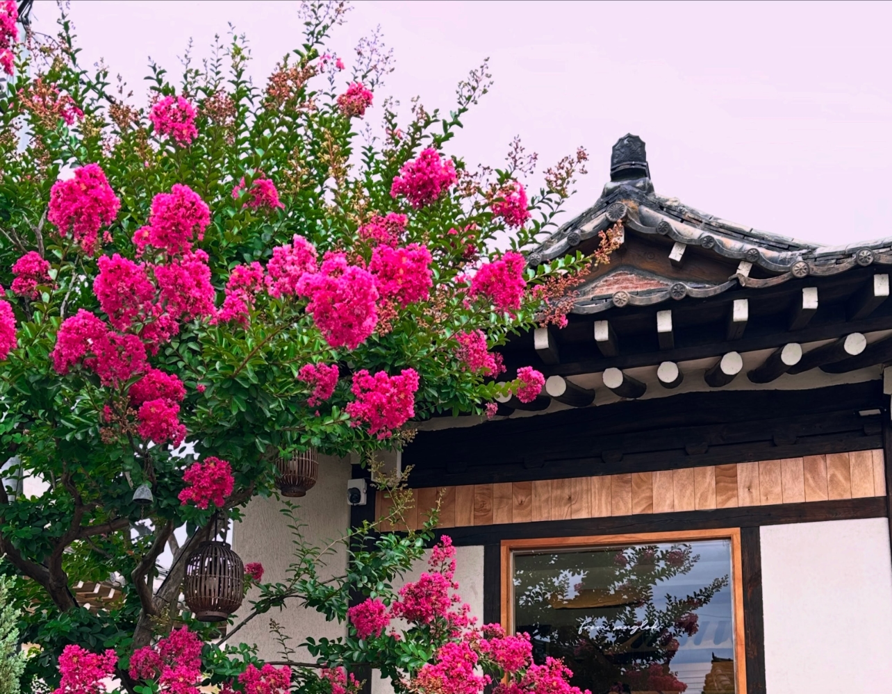 배롱나무 사랑 걸렸네 🌸