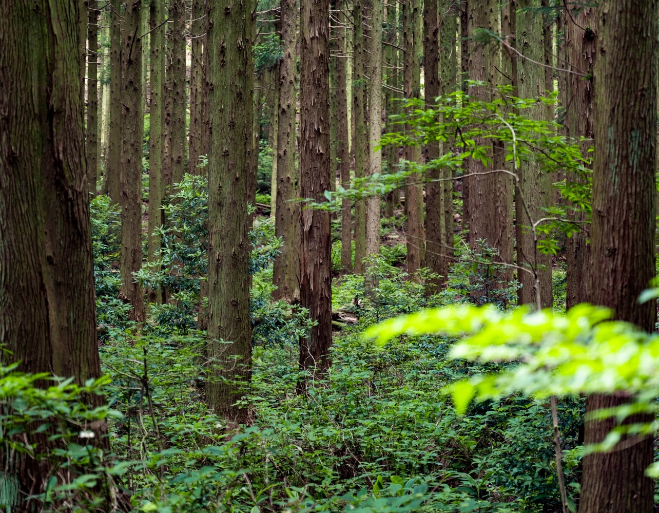 주말엔 숲 속에서 잠시 충전 좀 하고 올게 🌲