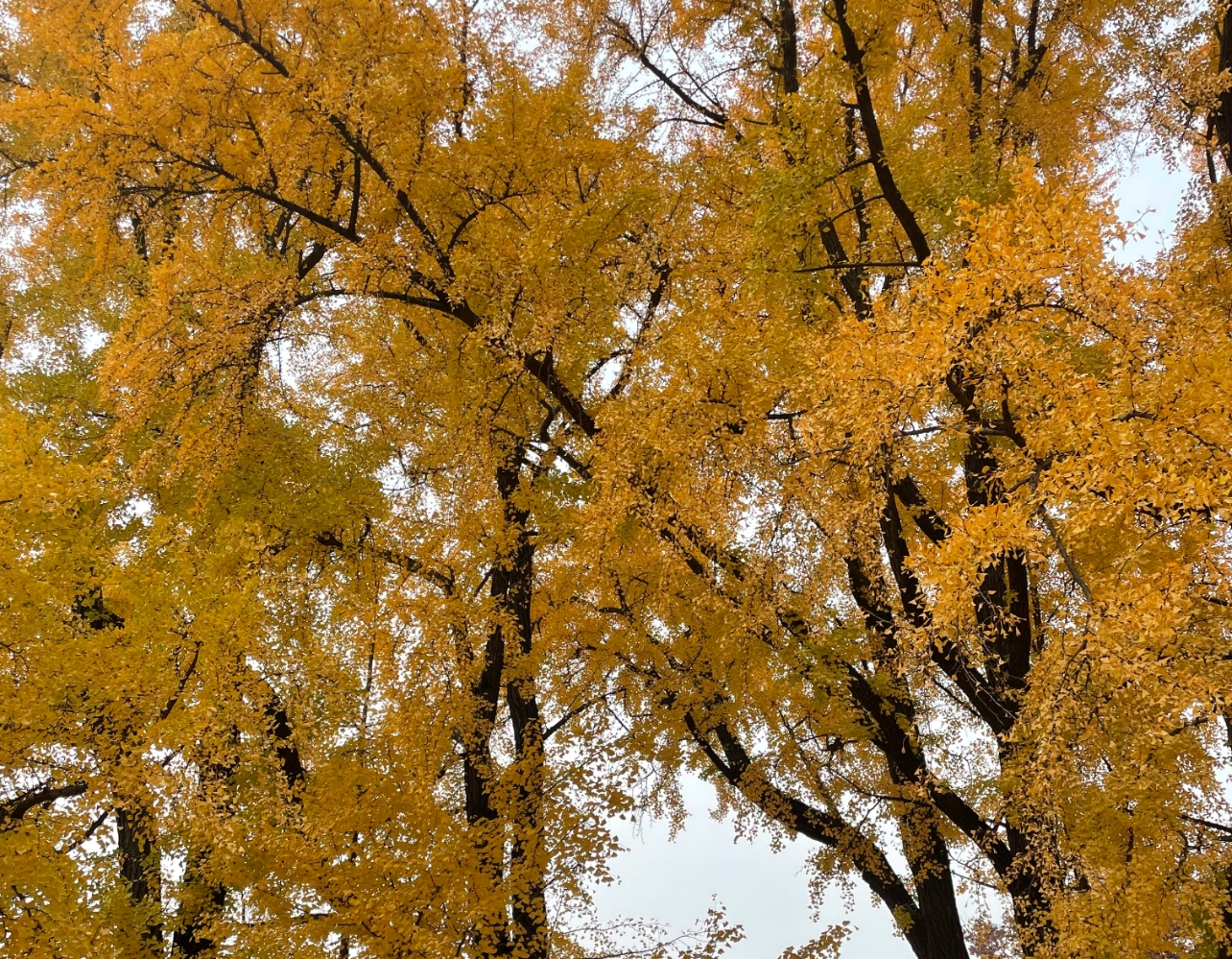 노랗게 물들기 전에 저장🍂 혜화 가을 산책 코스