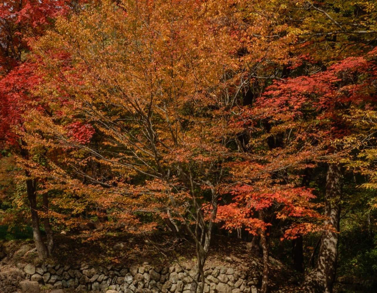 스쳐 지나가는 가을 붙잡는 뚜벅이여행지3