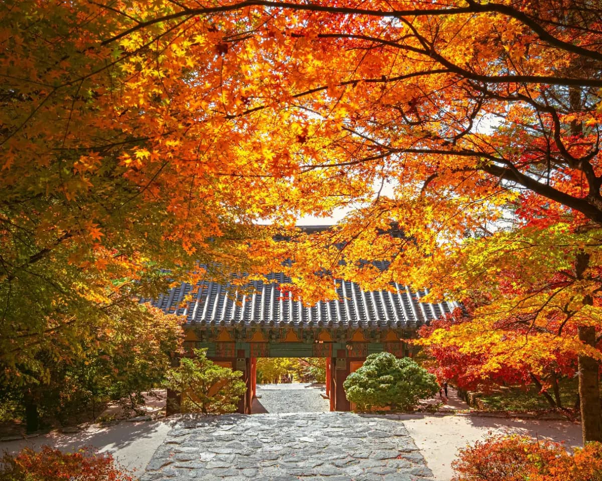 올해 단풍 놀이는 이걸로 끝! 영주 당일치기 여행