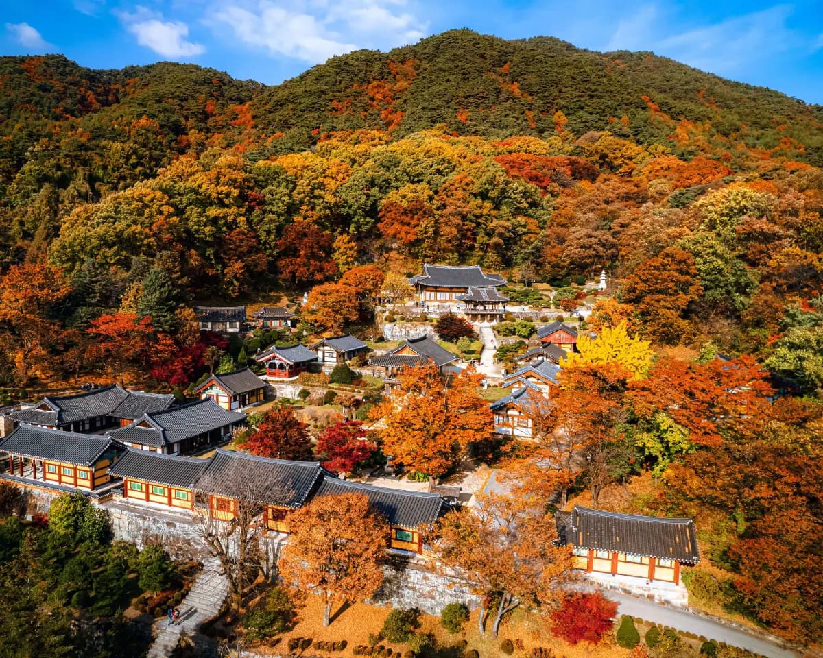 올해 단풍 놀이는 이걸로 끝! 영주 당일치기 여행